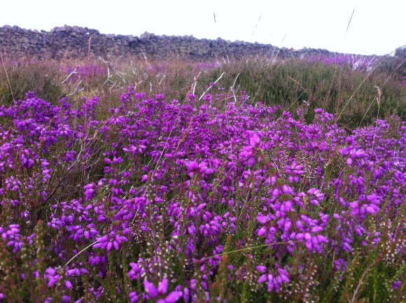 heather and wall