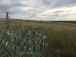 sage and grasslands best