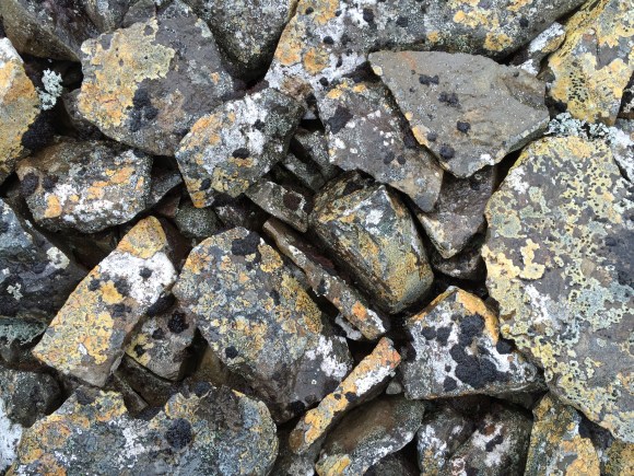 moss on rocks detail