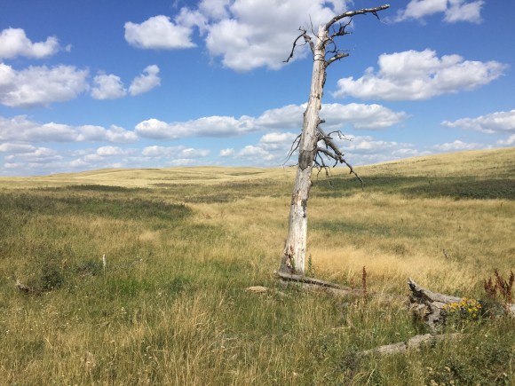 dead tree in prairie