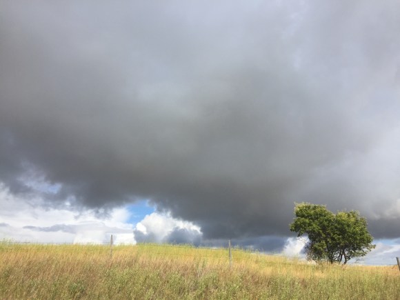 tree against stormcloud