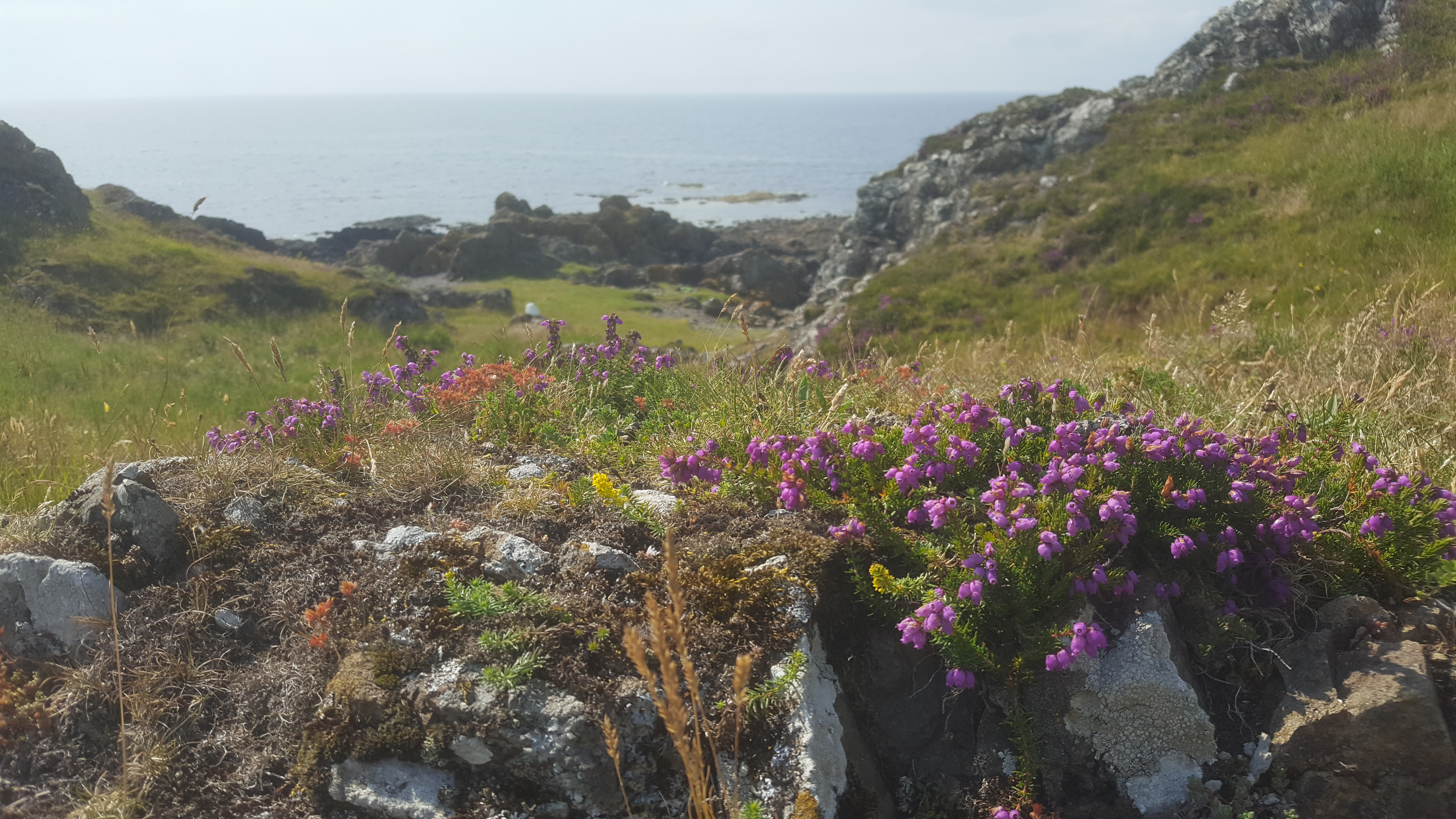 bluebells and ocean