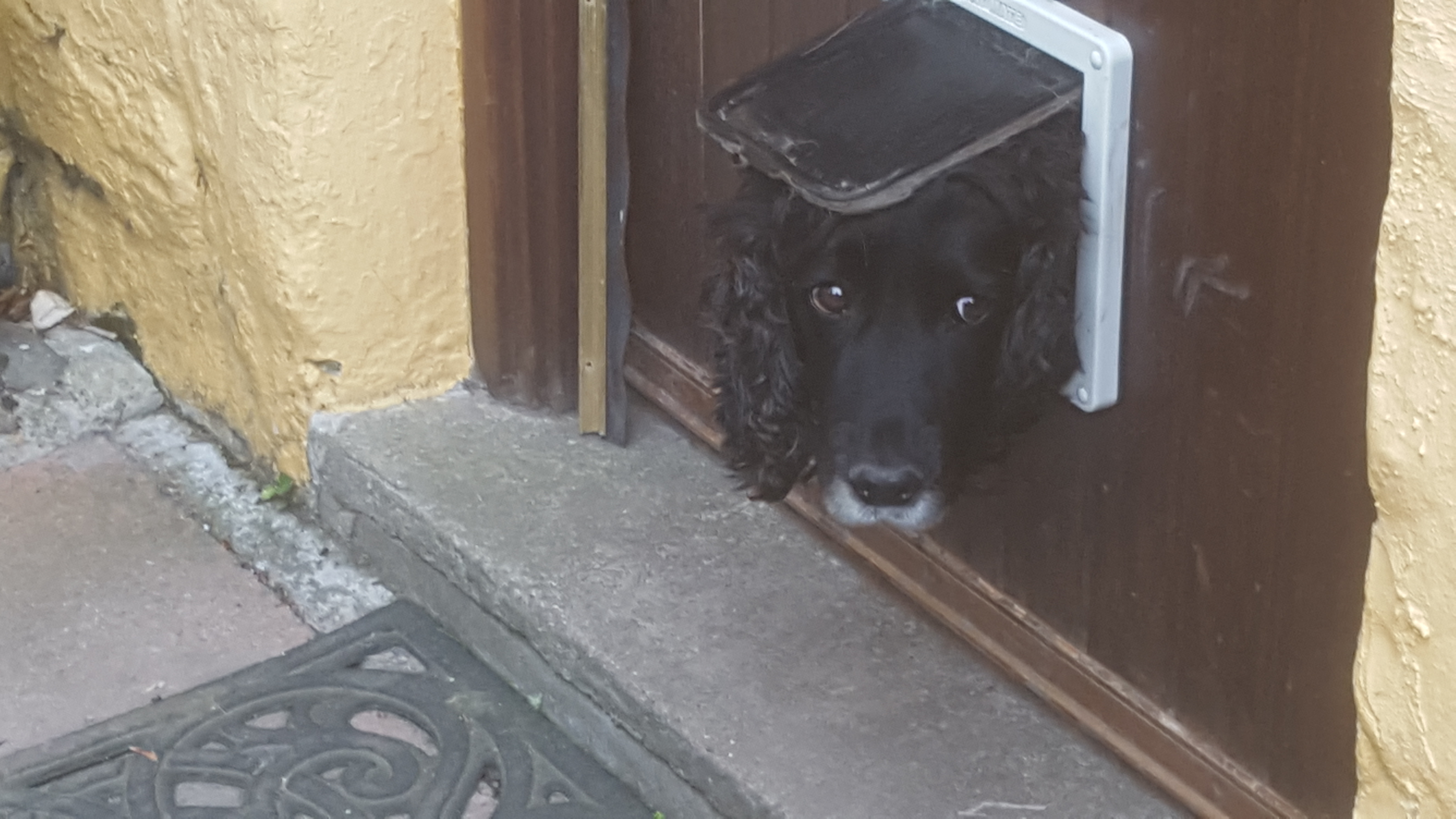 dog looking through cat door