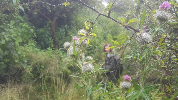 fighting through thistles